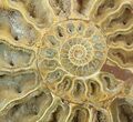 Cut & Polished, Jurassic Ammonite Fossil - Madagascar #51253-2